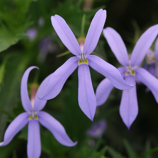 Lyguolė Blue 10s