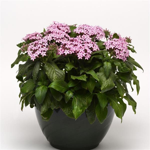 Pentas Purple Star 5 sėklos