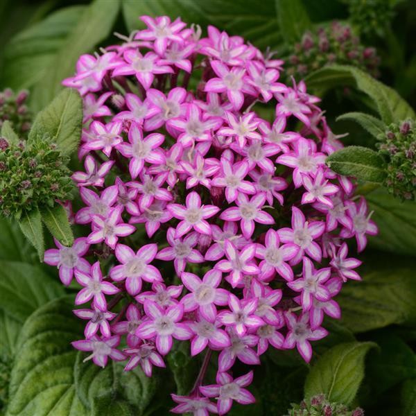 Pentas Purple Star 5 sėklos