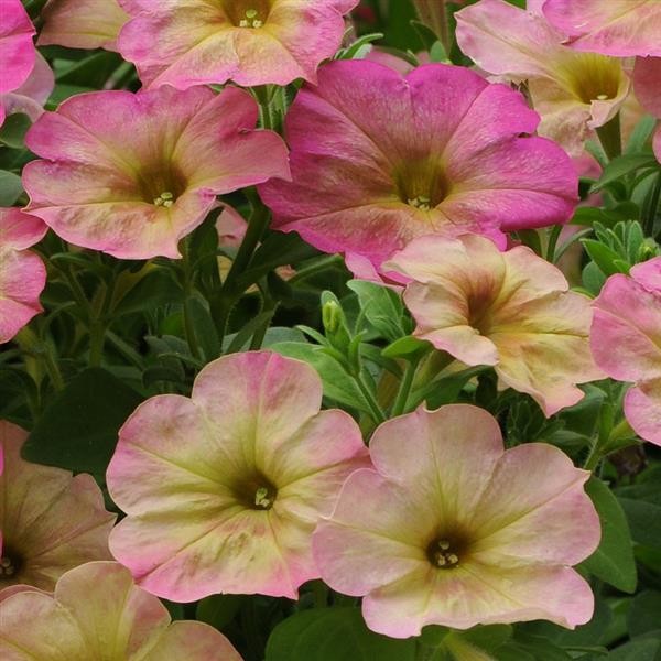 Darželinė petunija Dusty Rose 5 sėklos
