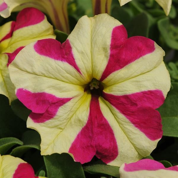 Darželinė petunija Lime Bicolor 5 sėklos
