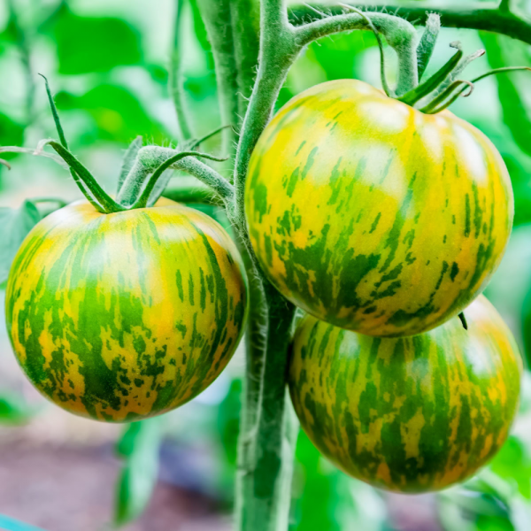 Pomidorai valgomieji Green zebra 10 sėklų