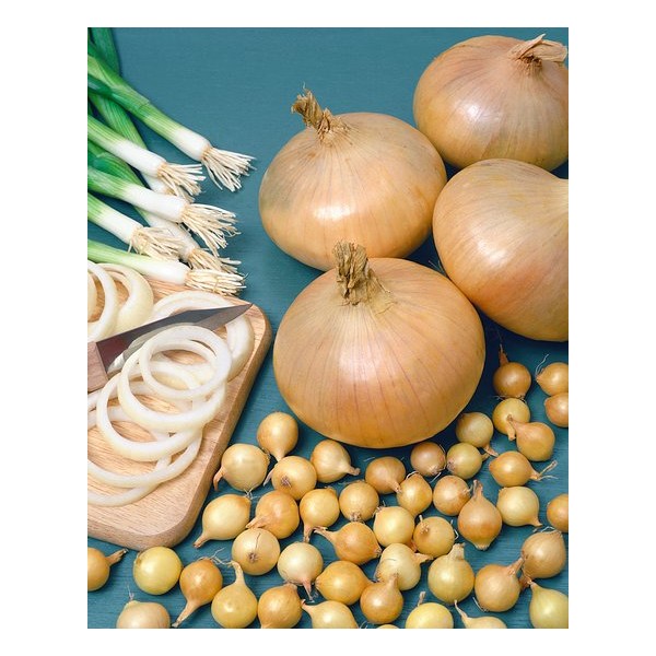 1KG STUTTGARTER RIESEN 14/21 Vėlyvi SVOGŪNŲ SODINUKAI