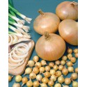 0.5kg STUTTGARTER RIESEN 14/21 VĖLYVI SVOGŪNŲ SODINUKAI