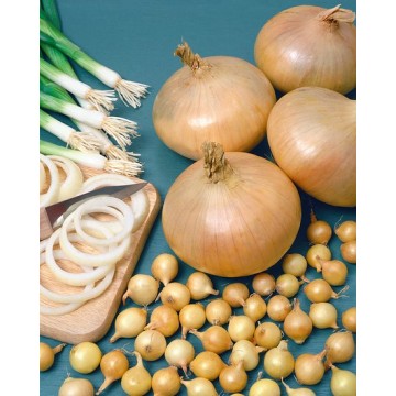 0.5kg STUTTGARTER RIESEN...