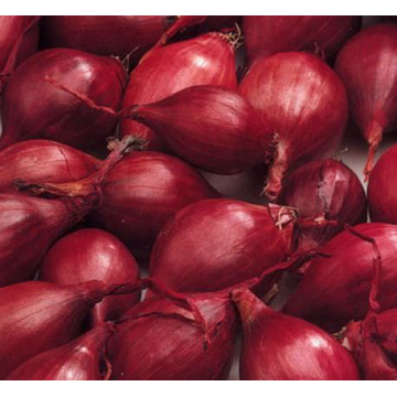 10kg Red Karmen 21/24...