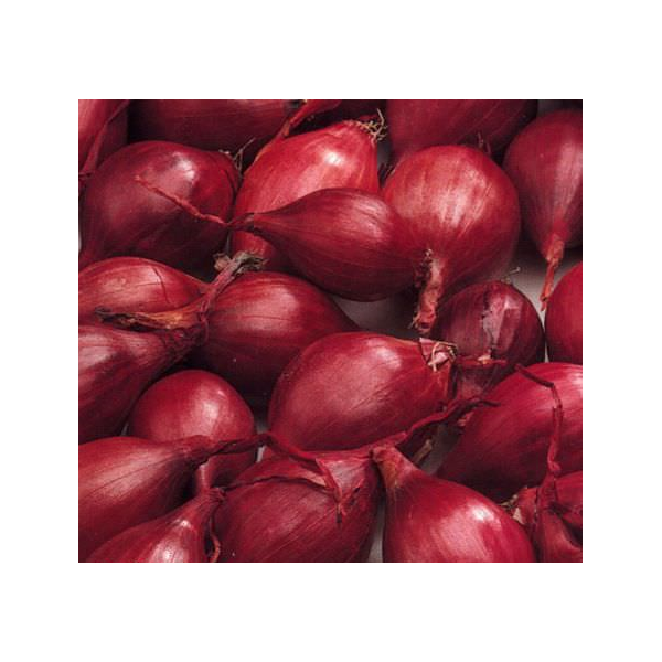 10kg Red Karmen 21/24 vėlyvi Svogūnų sodinukai