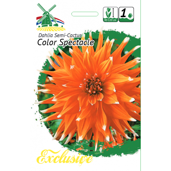 Jurginas Color Spectacle 1vnt