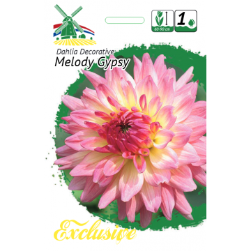 Jurginas Melody Gypsy 1vnt