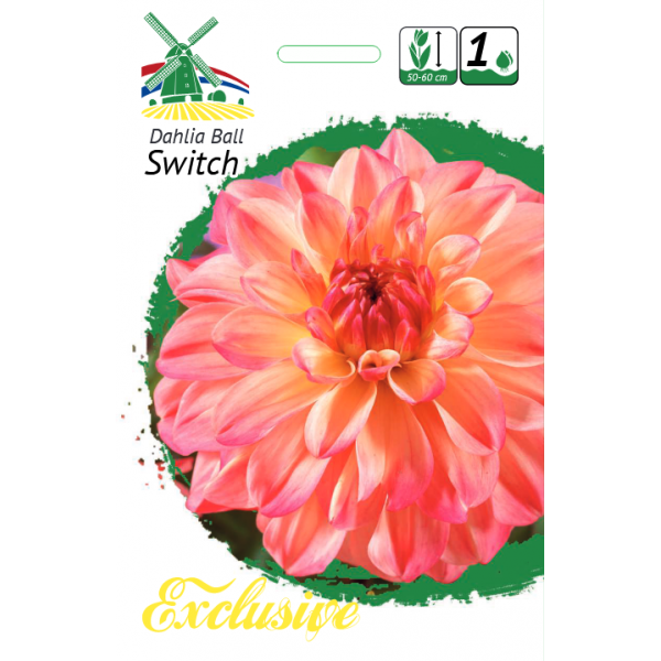 JurginaS Switch 1vnt