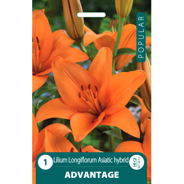 POPULAR LELIJOS ADVANTAGE 1vnt