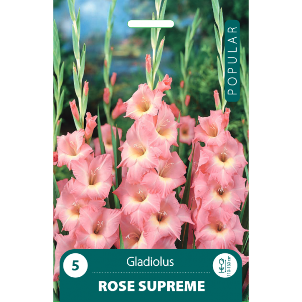 POPULAR KARDELIAI ROSE SUPREME