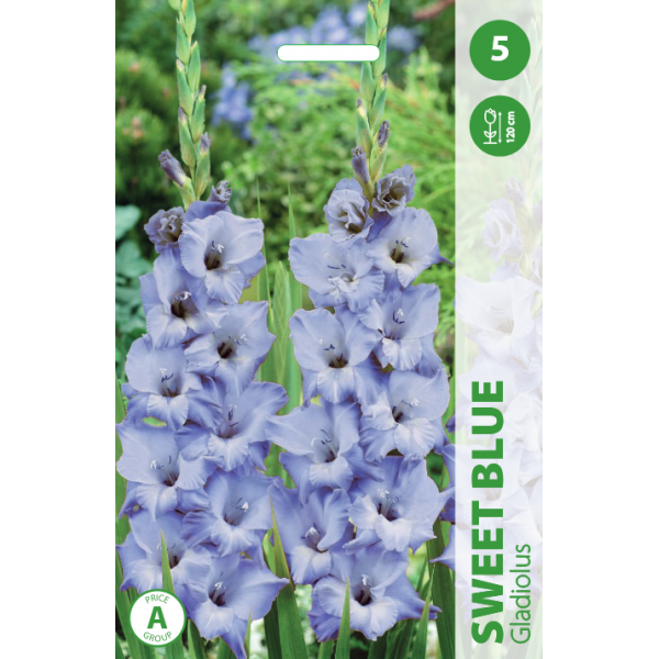 KARDELIAI SWEET BLUE