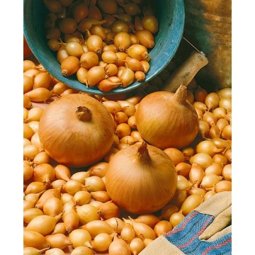 1kg Sturon 25/30 Vėlyvi...