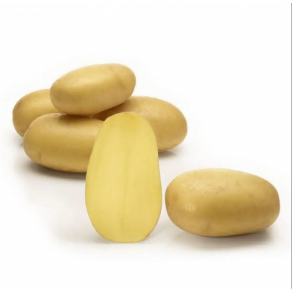 ANKSTYVOS "QUEEN ANNE" SĖKLINĖS BULVĖS 5Kg
