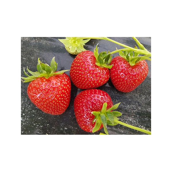 10vnt Verdi Braškės Frigo Ankstyvos