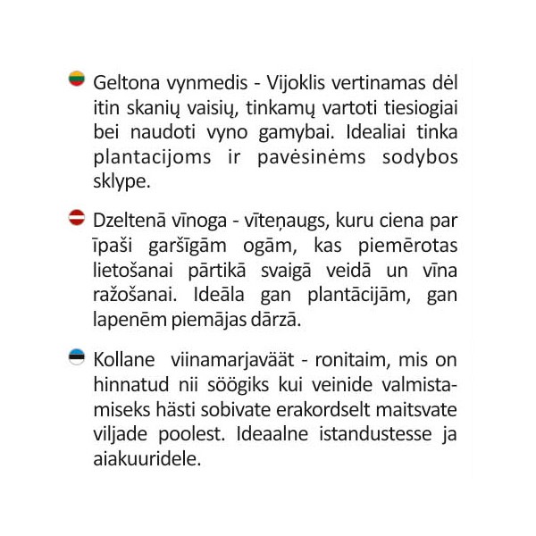 Vynmedis geltonasis Seyval Blanc vazonėlyje