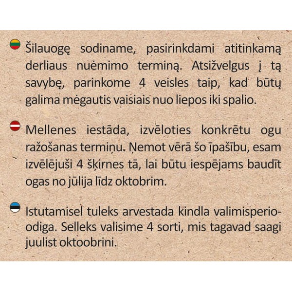 Šilauogė Chandler vazonėlyje
