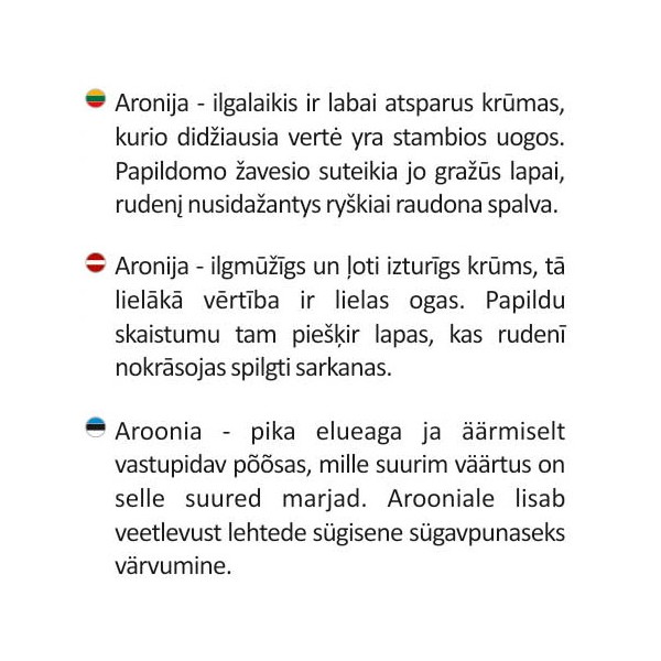 Juodoji aronija vazonėlyje