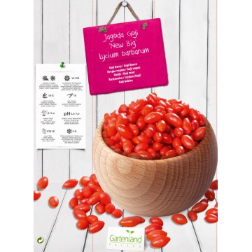 Goji uogos New Big vazonėlyje
