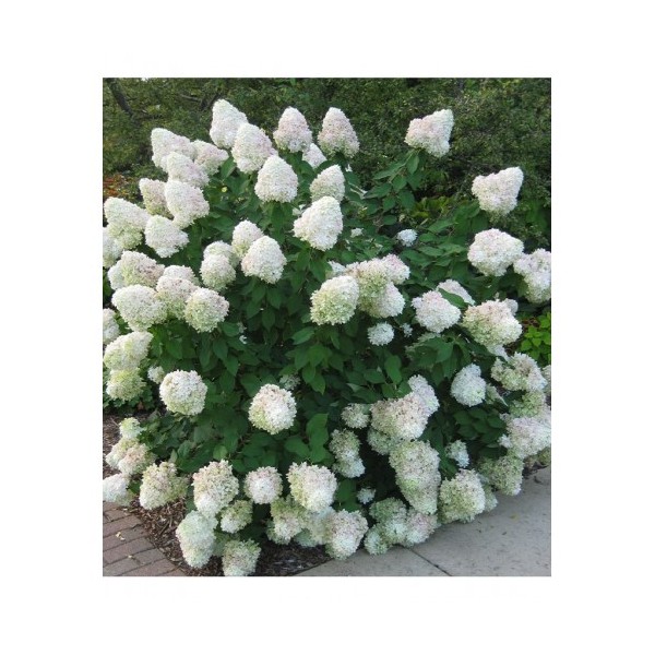 Hortenzija šluotelinė balta Silver Dollar vazonėlyje