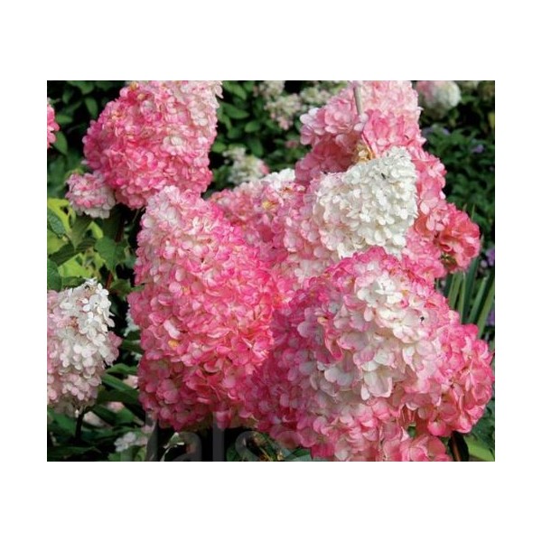 Hortenzija šluotelinė Pink Lady vazonėlyje
