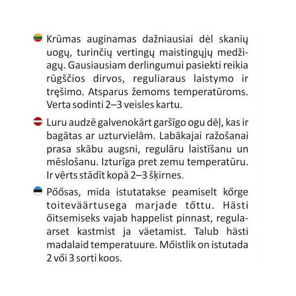 Šilauogė Aukštoji Bluecrop vazonėlyje