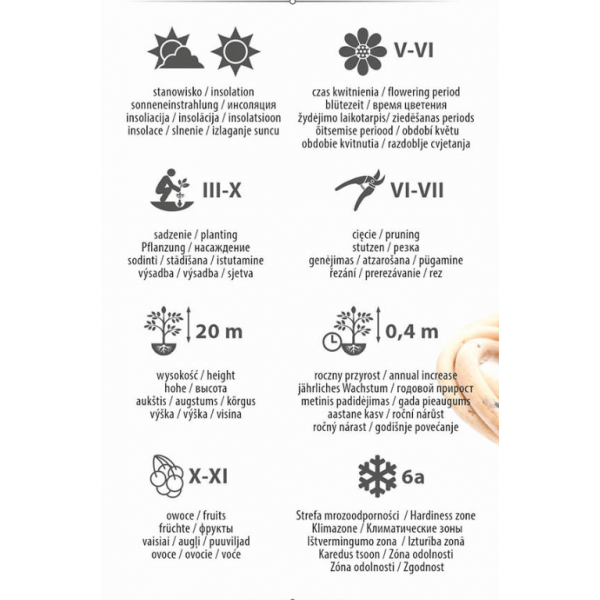 Kaštainis Saldusis (plikašaknis)