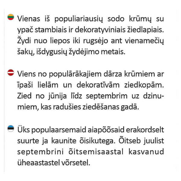 Hortenzija šluotelinė balta Silver Dollar vazonėlyje