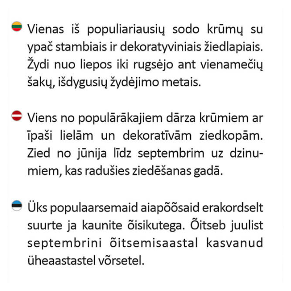 Hortenzija šluotelinė Pink Lady vazonėlyje
