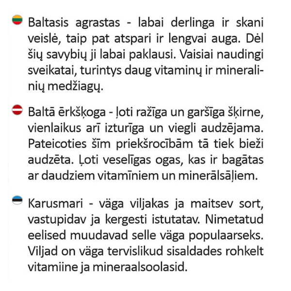 Baltieji agrastai Mucurines vazonėlyje