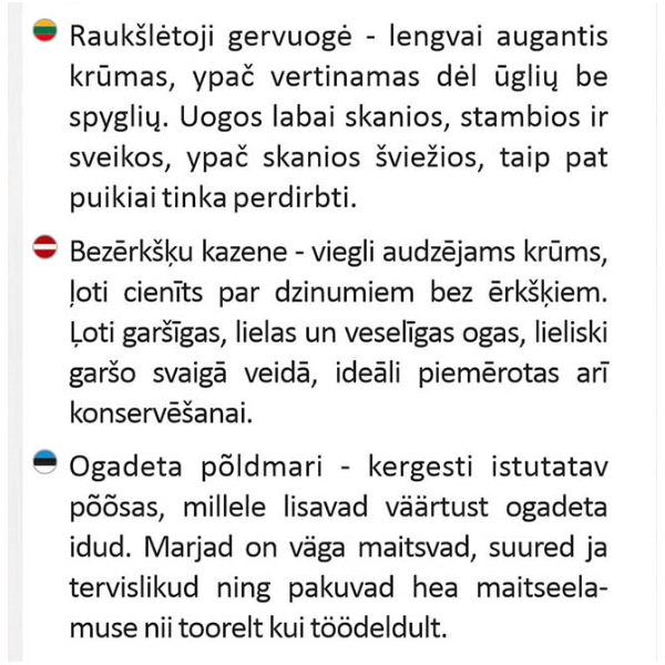 Raukšlėtoji gervuogė Navaho vazonėlyje