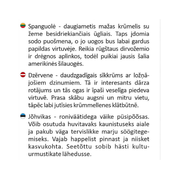 Stambiauogė spanguolė Pilgrim vazonėlyje
