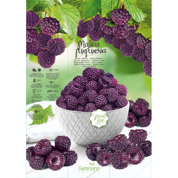 Avietė Violetinė Special line vazonėlyje