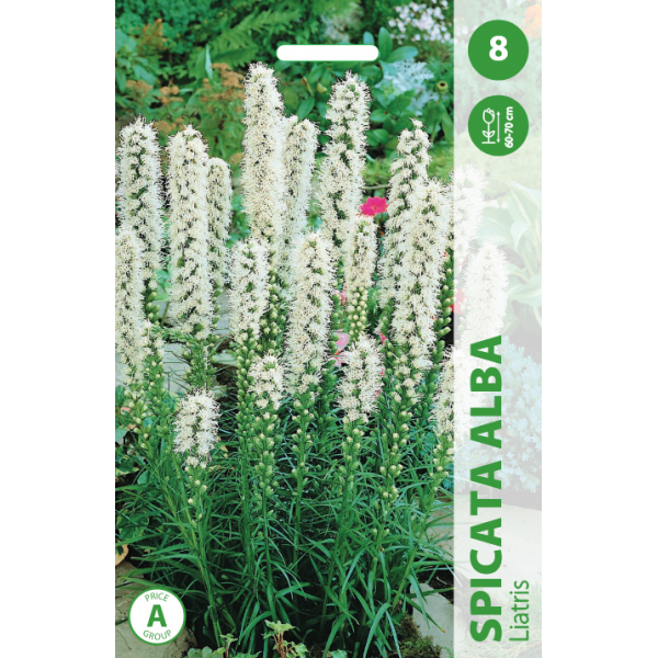 Liatris Spicata Alba 8sv.