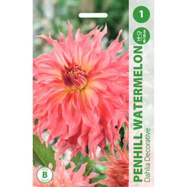 Jurginai Penhill Watermelon 1vnt