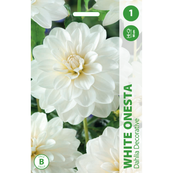 Jurginai White Onesta 1vnt