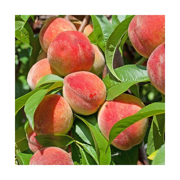 Vaismedis persikas Red Heaven
