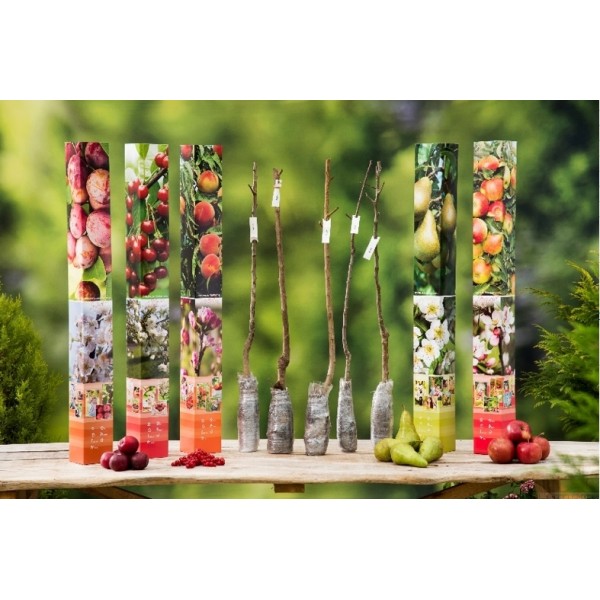 Vaismedis persikas Red Heaven