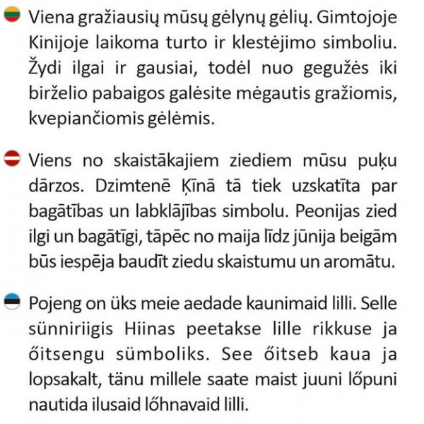 Bijūnas žolinis Dr. Alexander Fleming vazonėlyje
