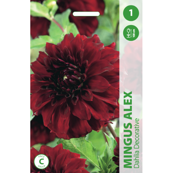 Jurginai Mingus Alex 1vnt