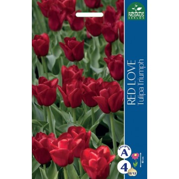 TULPĖS RED LOVE 4 sv.
