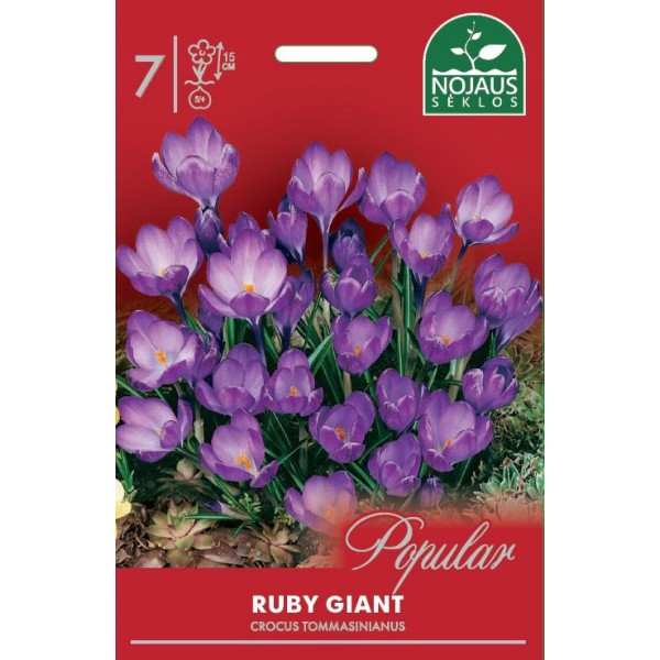 POPULAR KROKAI RUBY GIANT