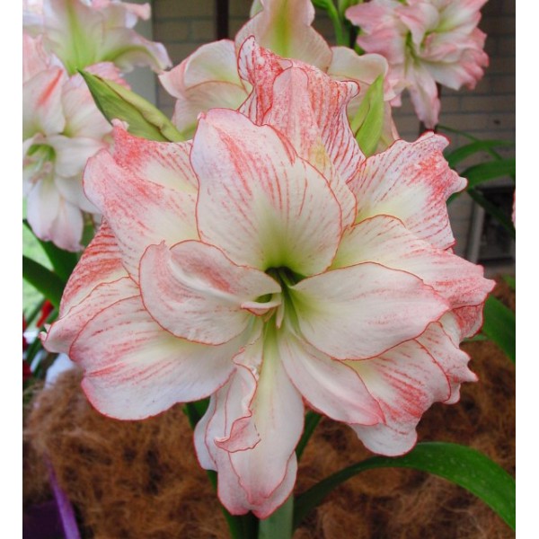 MEILENIS (AMARILIS) APHRODITE