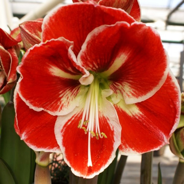 MEILENIS (AMARILIS) SAMBA