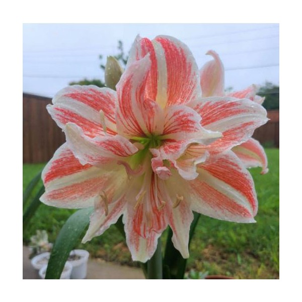 MEILENIS (AMARILIS) DANCING QUEEN