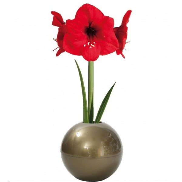 Raudonas burbulas Amarilis "X-Mas Ball" - Raudonas žiedas 1vnt.