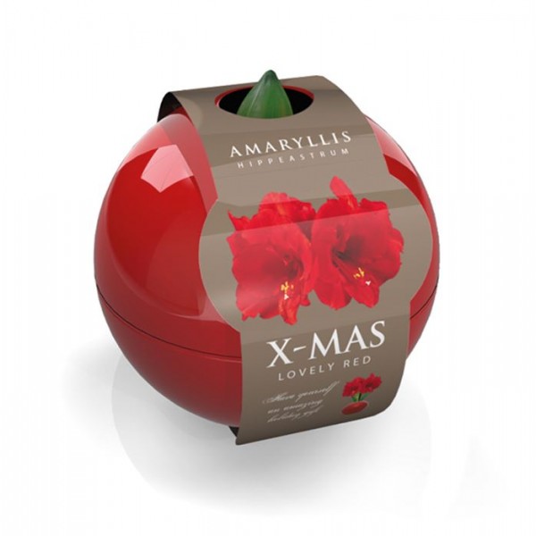 Raudonas burbulas Amarilis "X-Mas Ball" - Raudonas žiedas 1vnt.