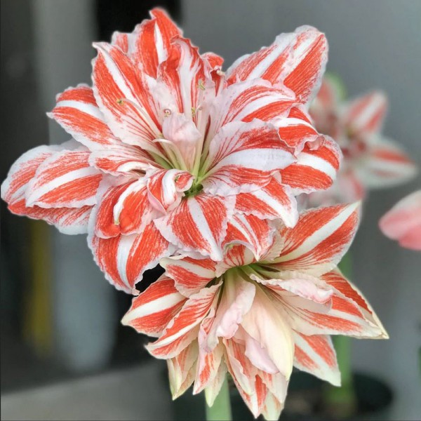 MEILENIS (AMARILIS) DANCING QUEEN