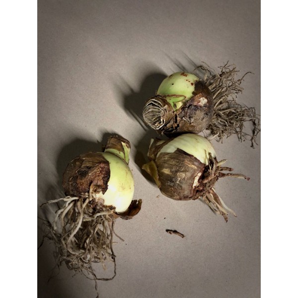 MEILENIS (AMARILIS) APPLE BLOSSOM